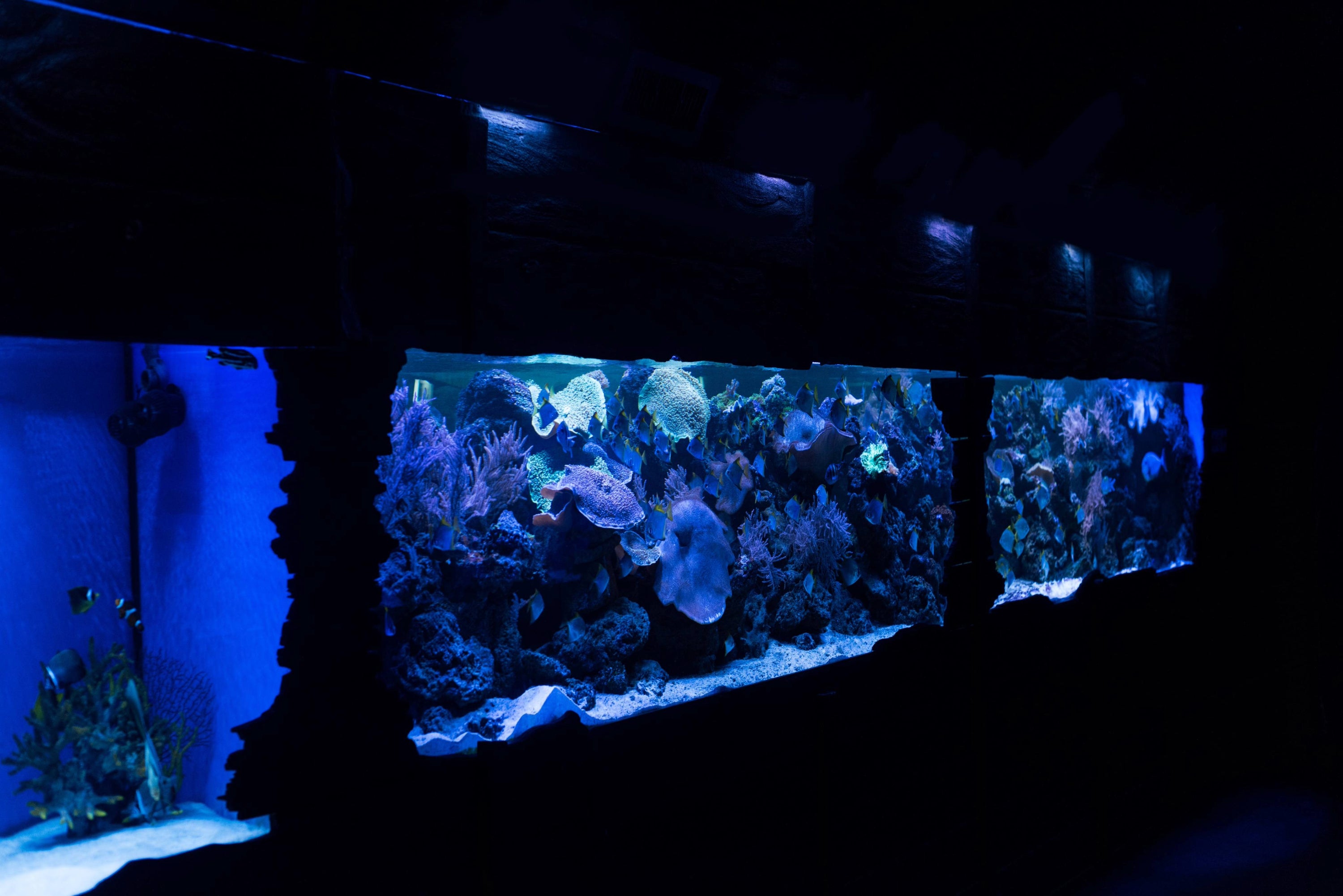 Public Aquarium Exhibit